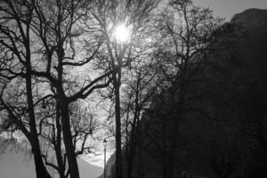 Un albero che si staglia nel bosco